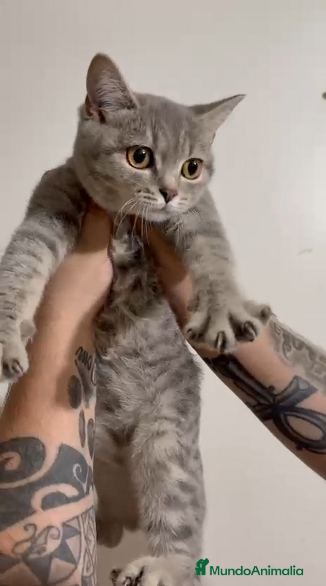 Británico de Pelo Corto gatos en venta: British Shorthair - Imagen 2
