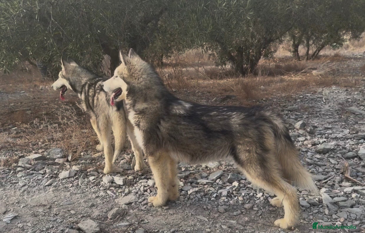 Alaskan Malamute perros Alaskan malamute  - Anuncio 1