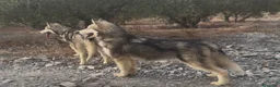 Alaskan Malamute perros en venta: Alaskan malamute  - Anuncio 1