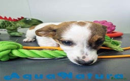 Jack Russell Terrier perros en venta: Jack Russel Hembra JMU 7728 AQUANATURA - Imagen 2