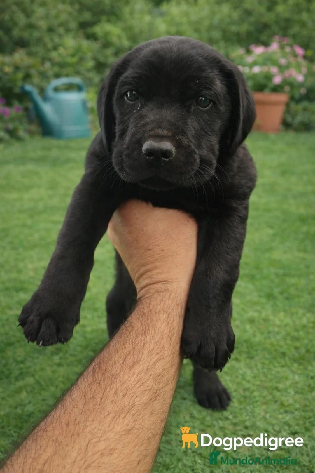 Labrador Retriever perros en venta: Labrador Retriever 🐶🐶 - Anuncio 2