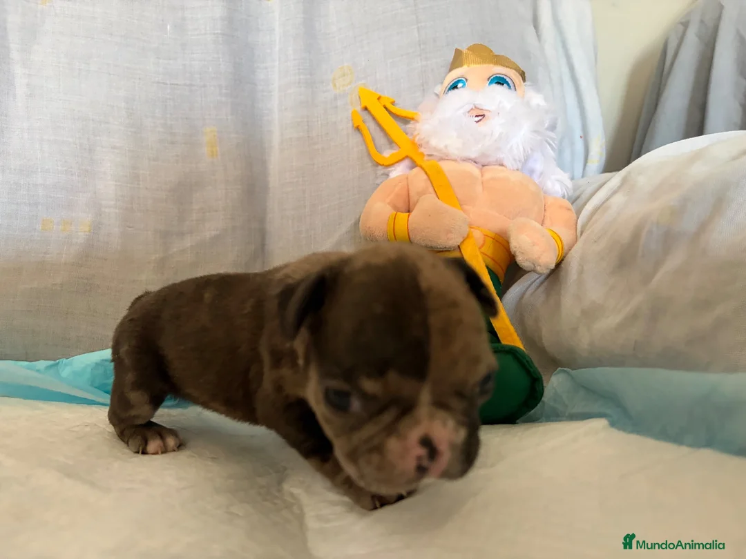Bulldog Francés perros en venta: Bulldog francés black merle  - Anuncio 2