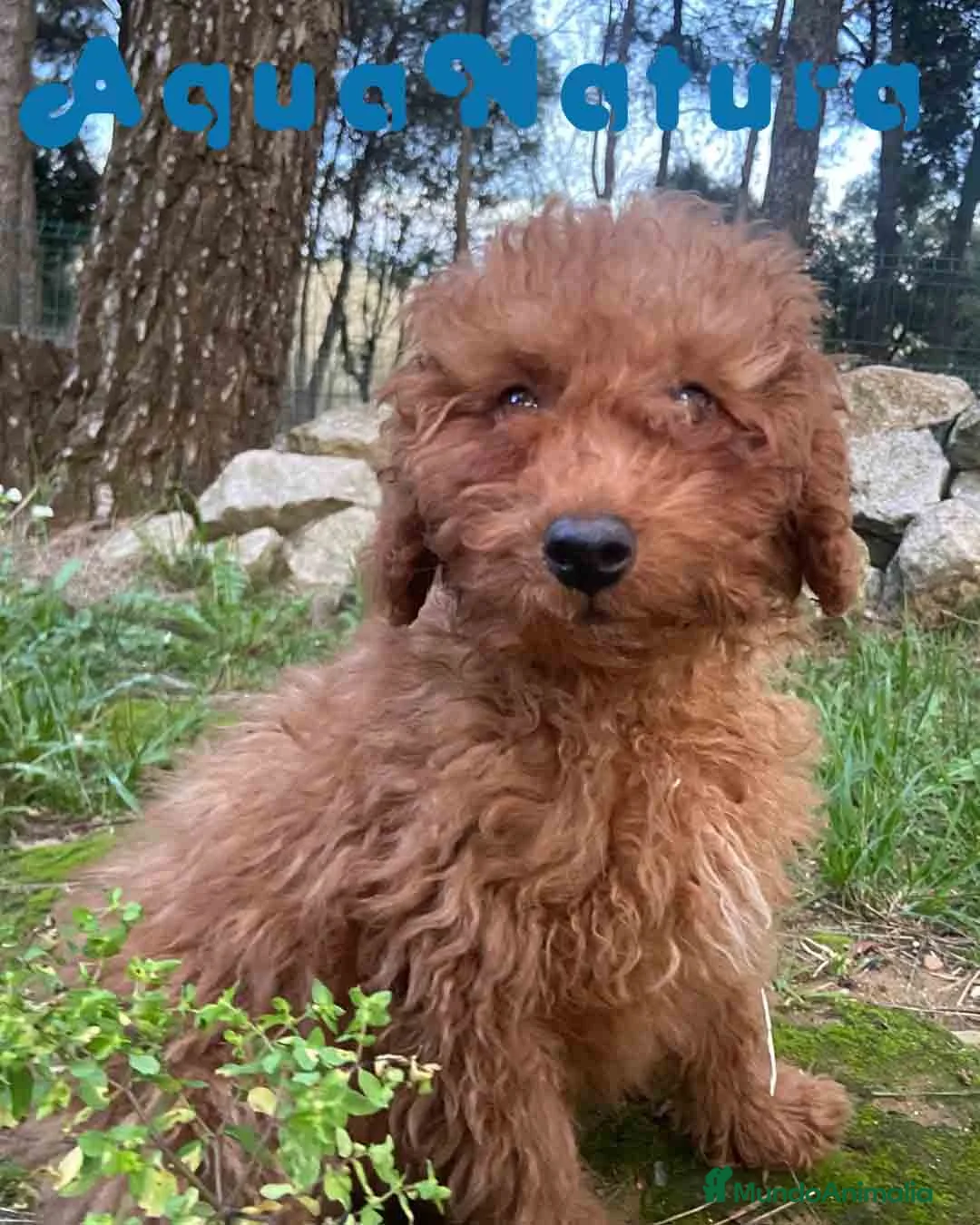 Caniche Enano perros en venta: Caniche Macho de Bella y Can 2020 AQUANATURA - Anuncio 3