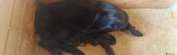 Pastor Alemán perros en venta: Cesión gratis P Alemán Negro - Anuncio 2
