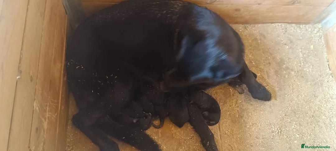 Pastor Alemán perros en venta: Cesión gratis P Alemán Negro - Anuncio 2