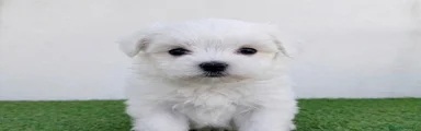 Bichón Maltés 1