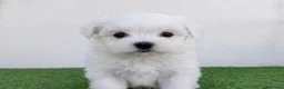 Bichón Maltés perros en venta: Bichones  - Anuncio 2