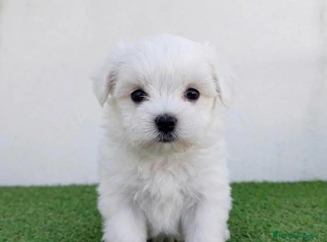 Bichón Maltés perros en venta: Bichones  - Anuncio 2