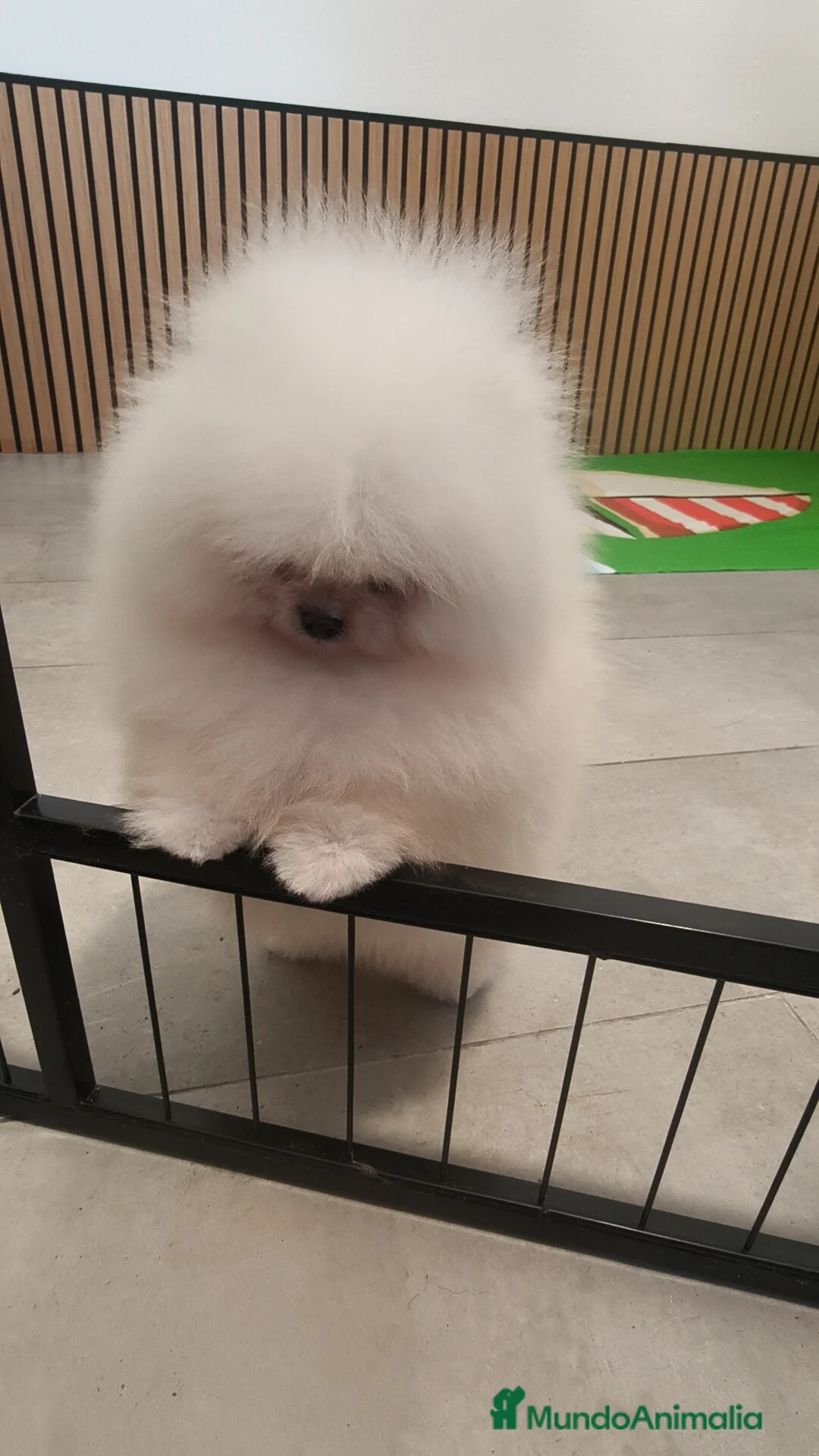 Pomerania perros en venta: Pomerania TOY Blanco nuclear ♂️ excelente  - Anuncio 6