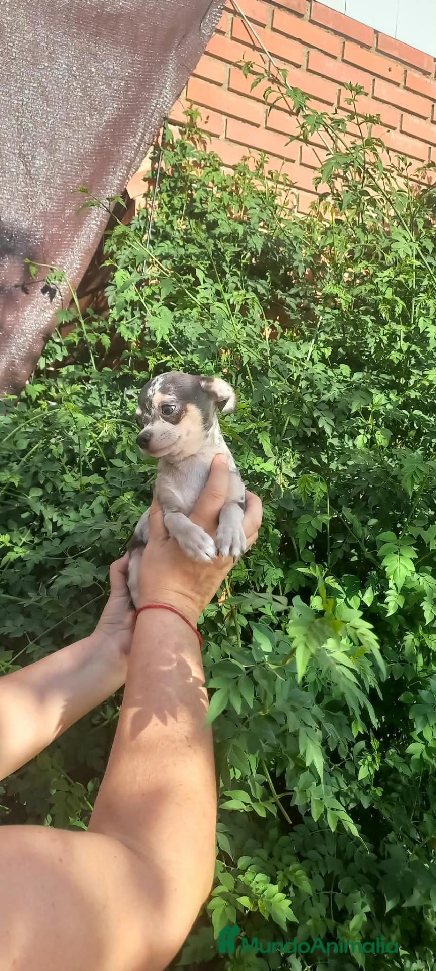 Chihuahua perros chihuahua trimerle lilacchoco ojos azules - Anuncio 18