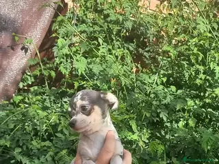Chihuahua perros chihuahua trimerle lilacchoco ojos azules - Anuncio 1