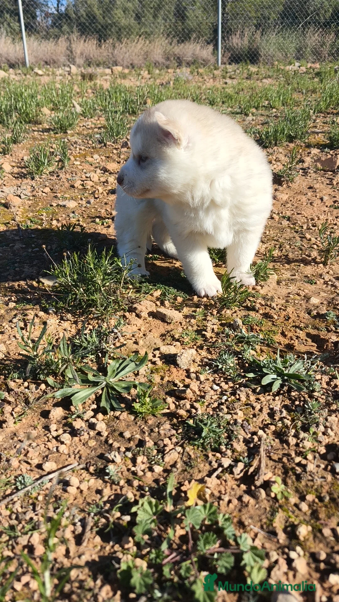 Husky Siberiano perros en venta: Husky SIBERIANO Macho y Hembra  - Anuncio 8