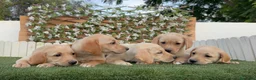 Labrador Retriever perros en venta: LABRADOR RETRIEVER - Anuncio 14