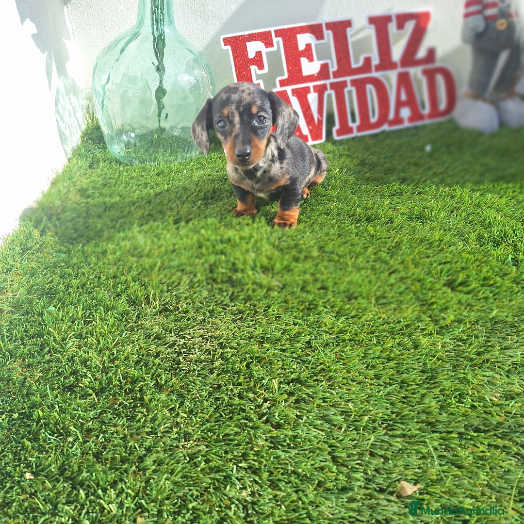 Teckel Miniatura perros en venta: TECKEL KANNINCHEN ARLEQUIN  - Anuncio 1