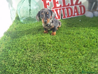 Teckel Miniatura perros TECKEL KANNINCHEN ARLEQUIN - Anuncio 1