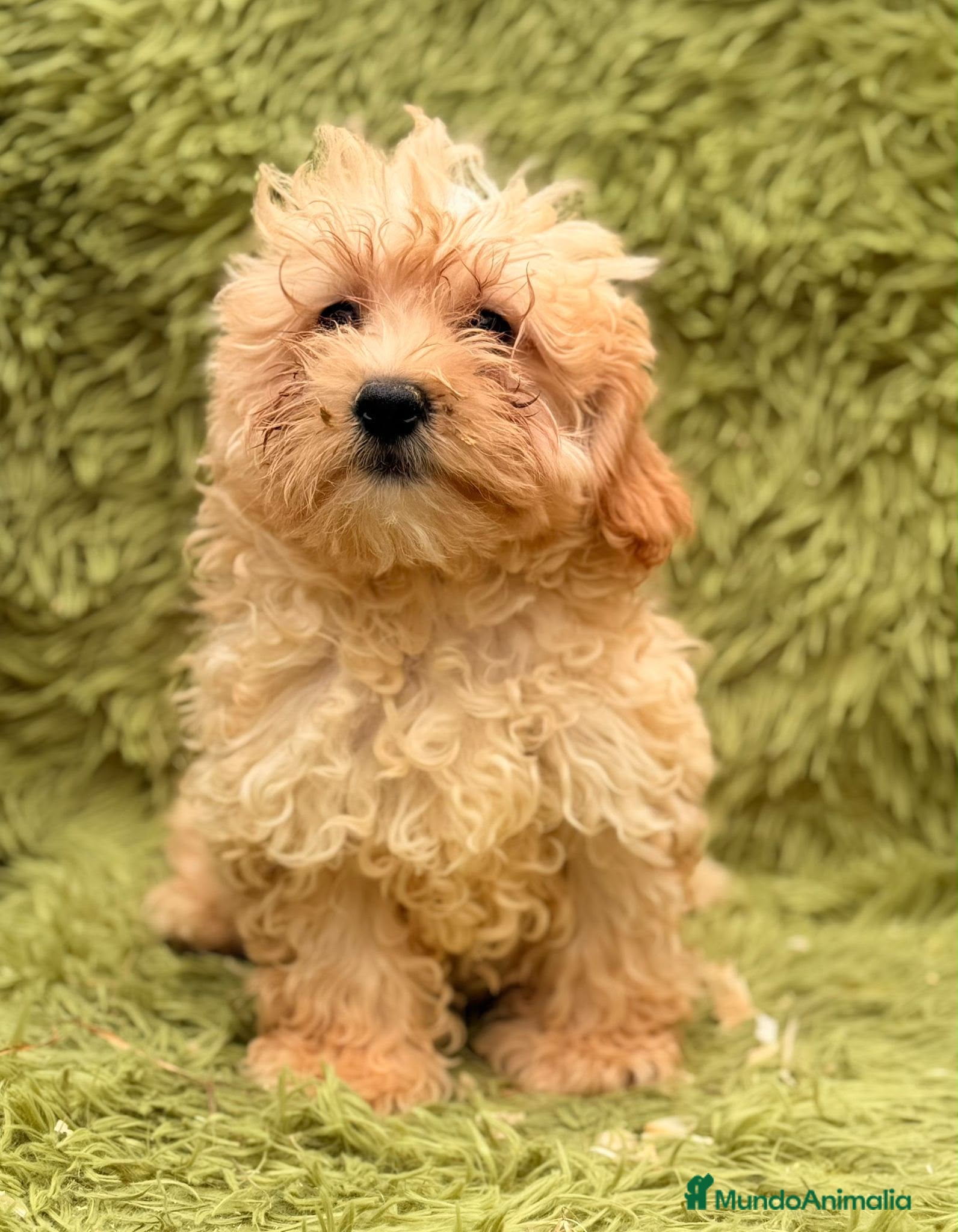 Maltipoo perros MALTIPOO MACHITOS DISPONIBLES - Anuncio 1