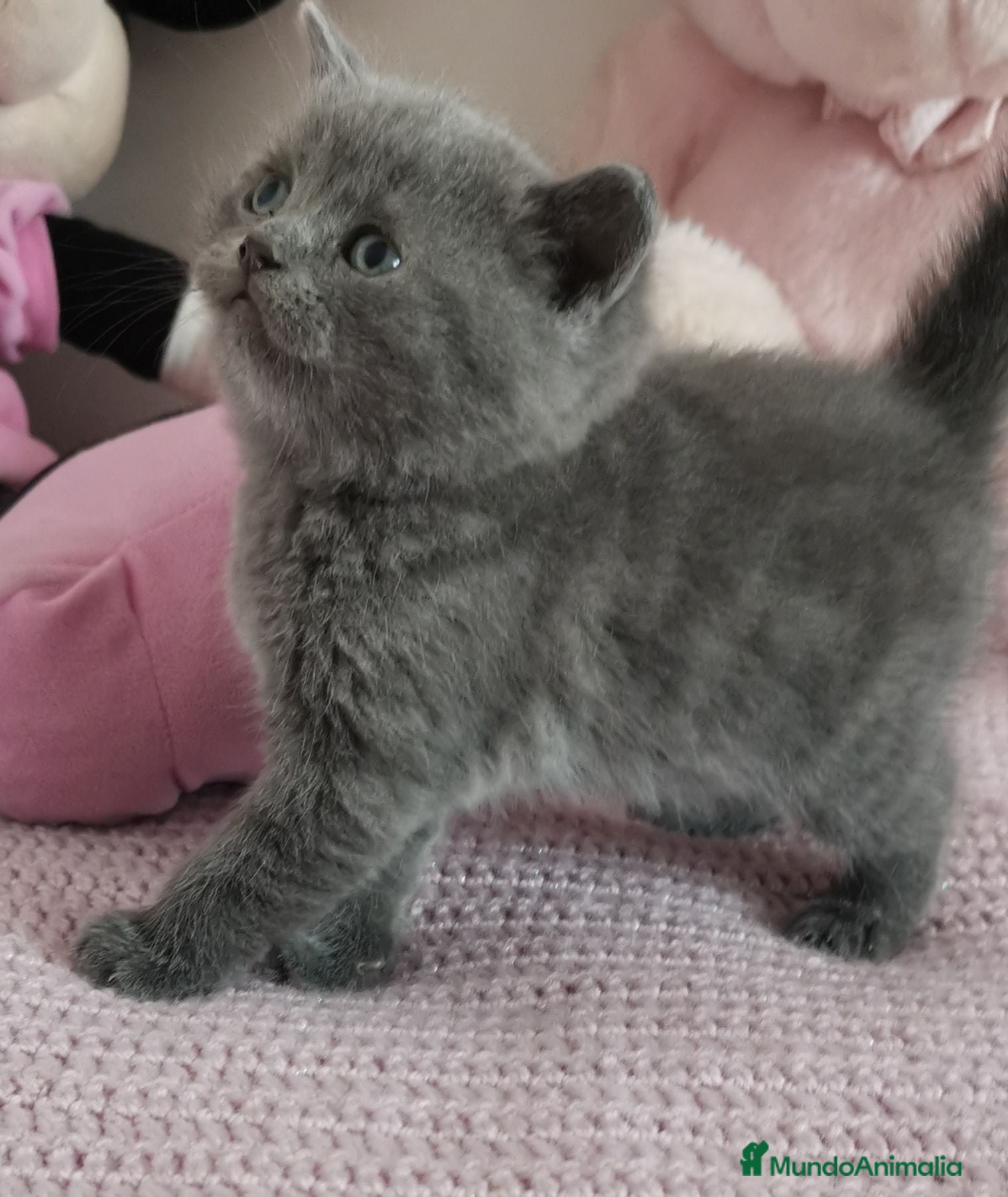 Británico de Pelo Corto Azul gatos Gato British Shorthair blue - Anuncio 2