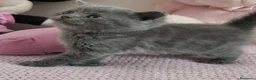 Británico de Pelo Corto Azul gatos en venta: Gato British Shorthair blue - Anuncio 2