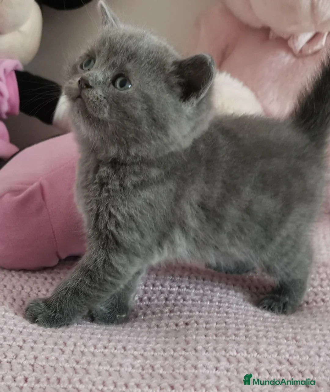 Británico de Pelo Corto Azul gatos en venta: Gato British Shorthair blue - Anuncio 2