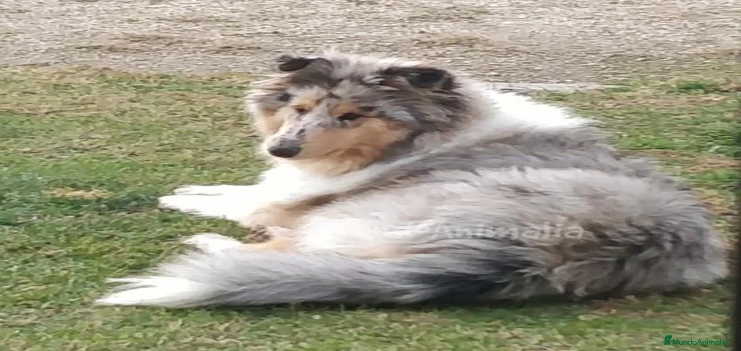 Imagen de galería {{count}}