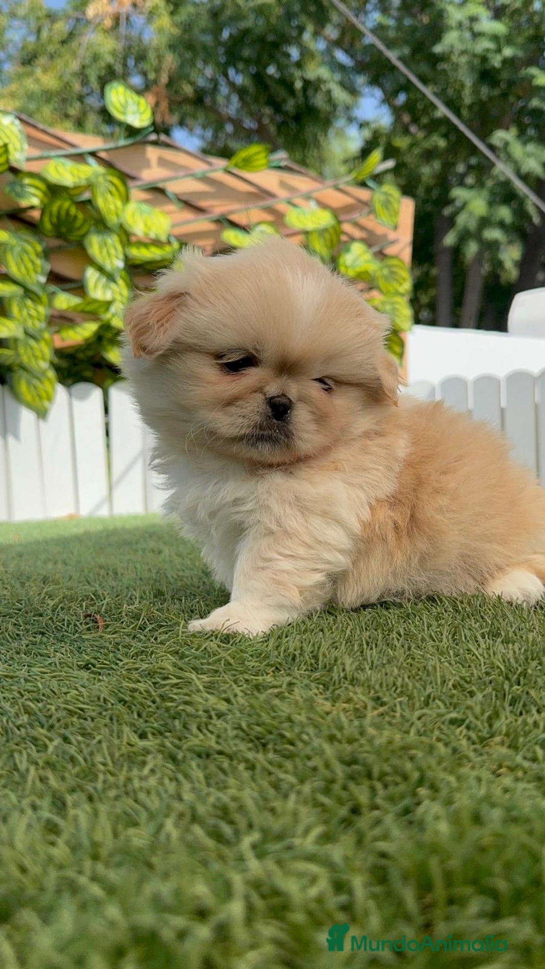 Pekinés perros en venta: PEKINES IMPERIAL HEMBRA - Imagen 5
