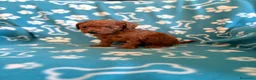 Caniche Toy perros en venta: Caniche mini toy  - Anuncio 4