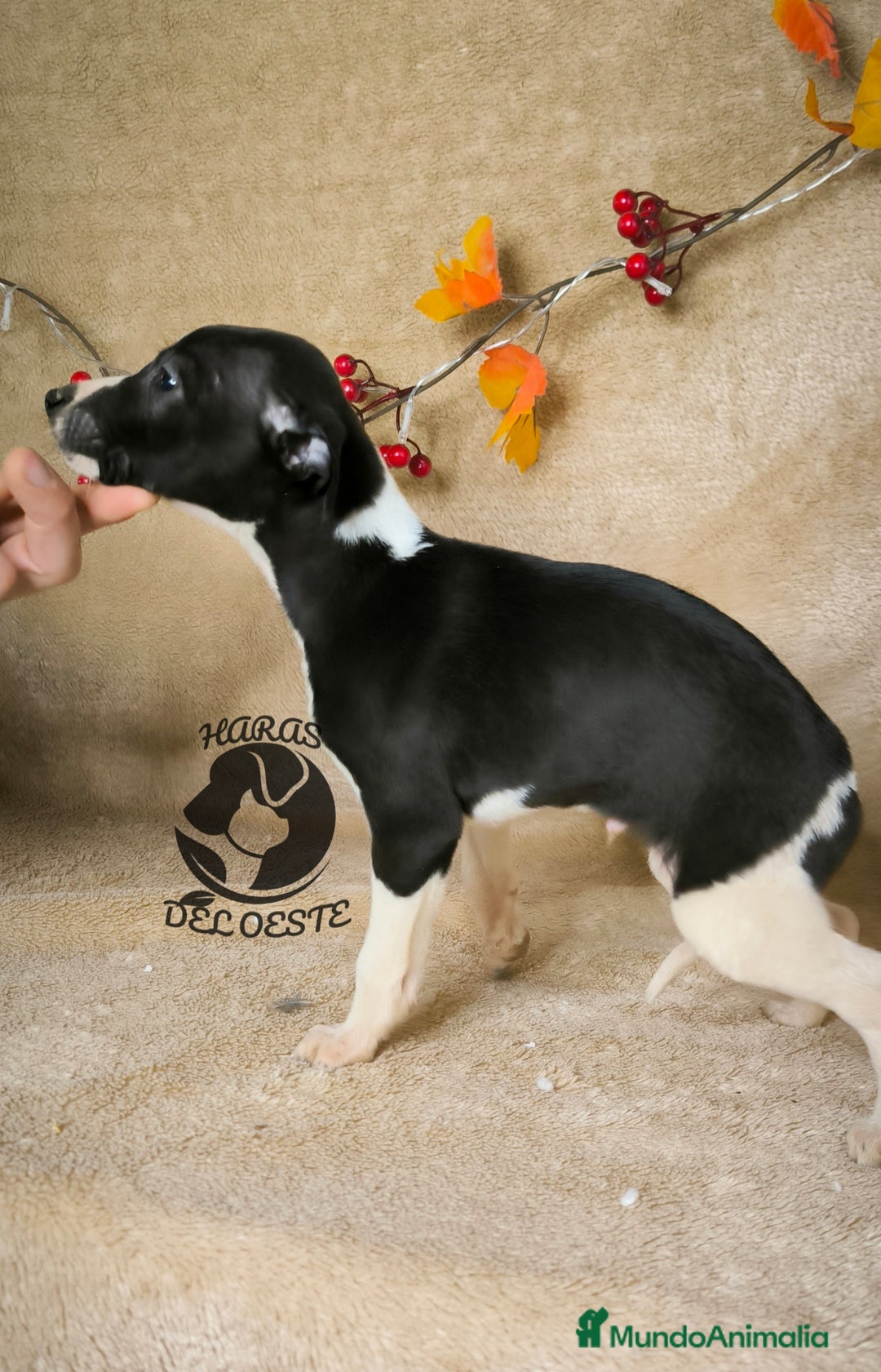 Pequeño Lebrel Italiano perros en venta: Piccolos  - Anuncio 2