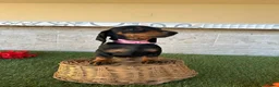 Teckel perros en venta: Teckel miniatura negro fuego  - Anuncio 3