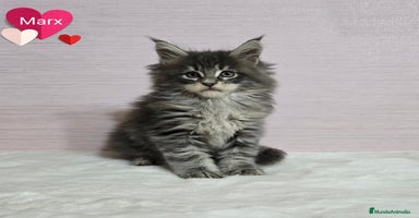 Maine Coon gatos - Anuncio 6