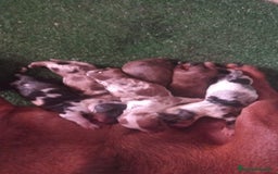 Teckel perros en venta: Teckel - Imagen 3