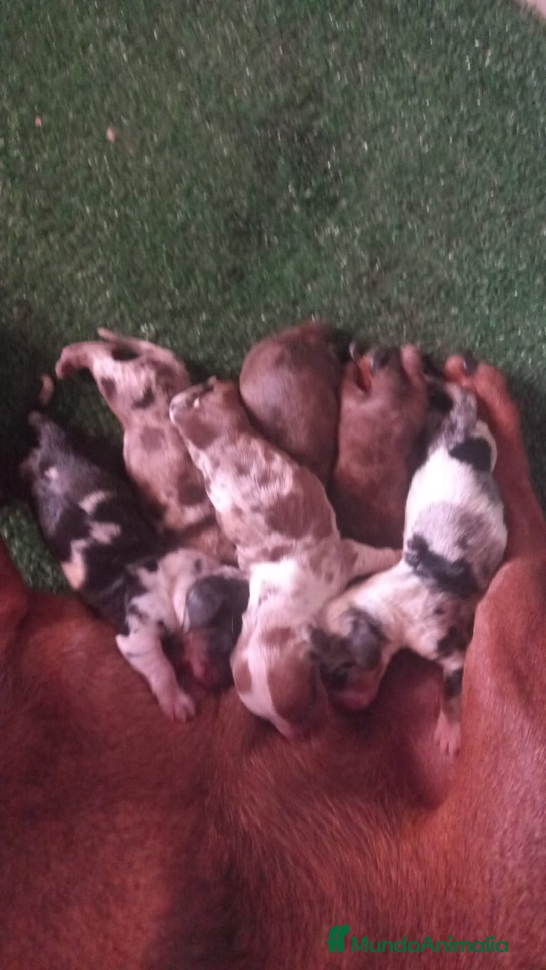 Teckel perros en venta: Teckel - Imagen 3