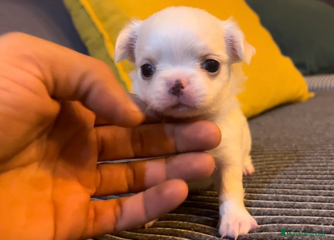 Chihuahua perros en venta: Chihuahuas de pelo largo  en Madrid - Anuncio 8