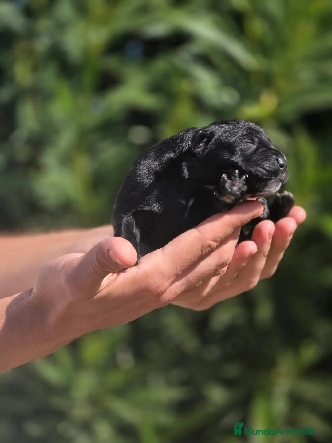 Cane Corso perros en venta: Cachorros Cane Corso con Pedigree LOE - Anuncio 2