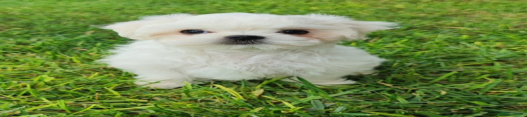 Bichón Maltés Cachorro 2
