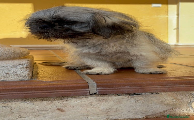 Pekinés perros Cachorro de pekinés imperial hembra  - Anuncio 2