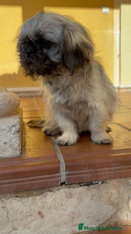 Pekinés perros Cachorro de pekinés imperial hembra - Anuncio 2