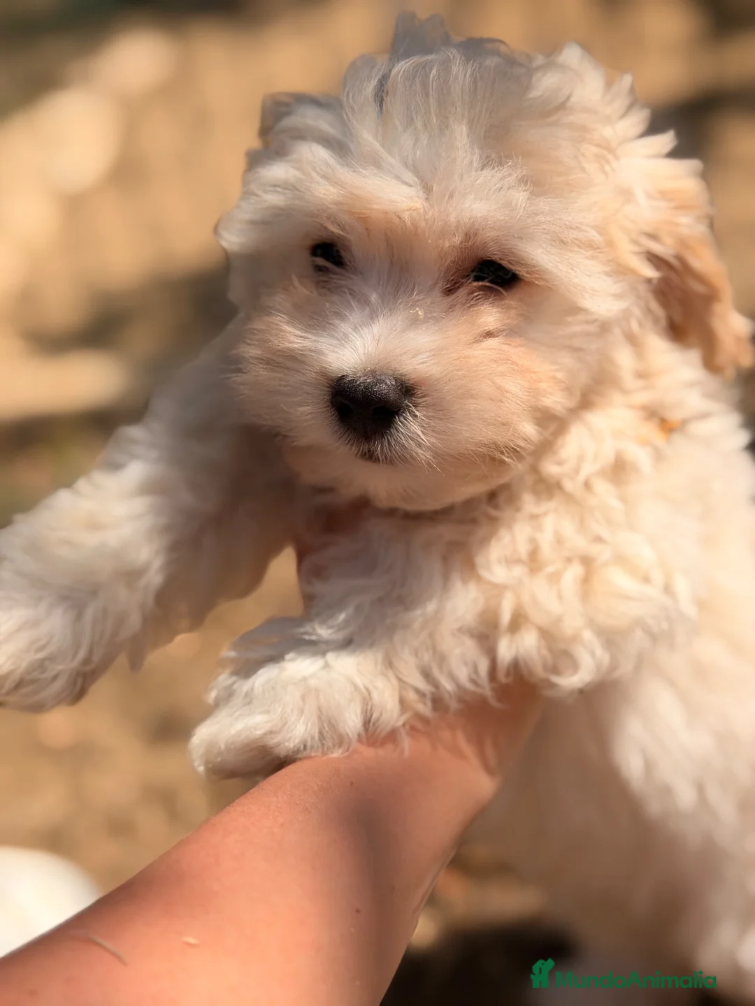 Maltipoo perros en venta: MALTIPOO TOY DISPONIBLES - Anuncio 2
