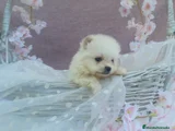 Pomerania Cachorro 9