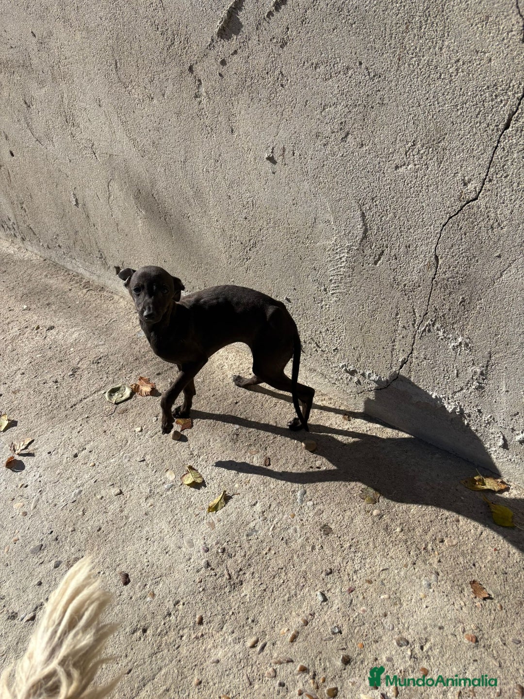 Pequeño Lebrel Italiano perros en venta: Pequeño lebrel italiano piccolo - Anuncio 19