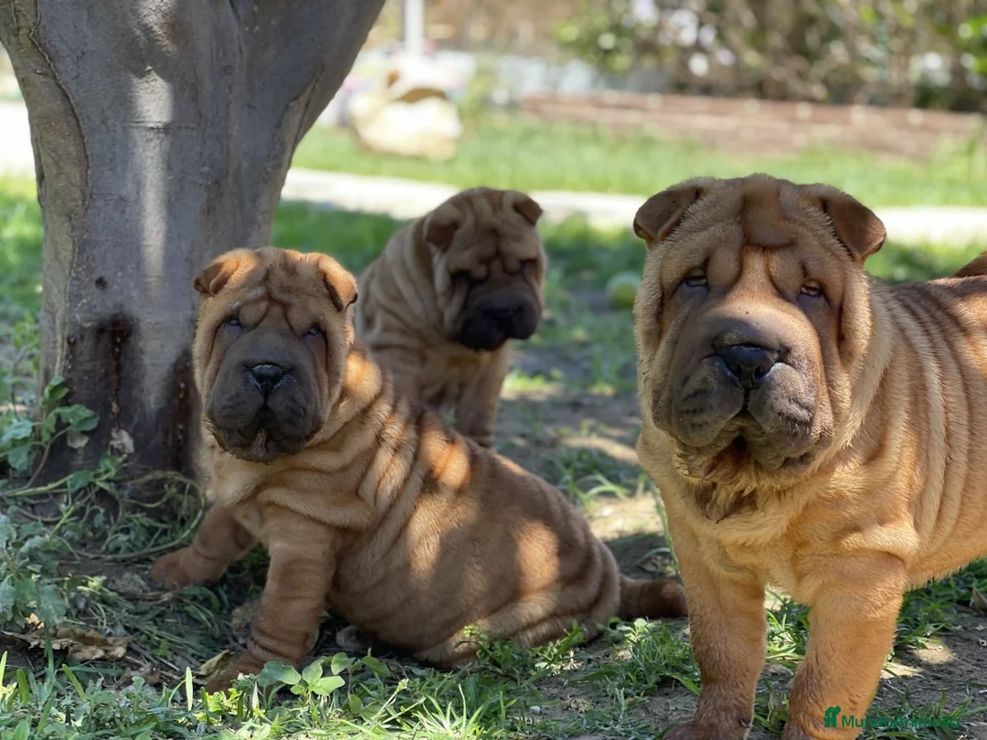Shar Pei perros en venta: BEBES SHAR PEI PRECIOSOS en Málaga - Anuncio 7