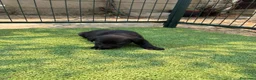 Labrador Retriever perros en venta: LABRADOR - Anuncio 21