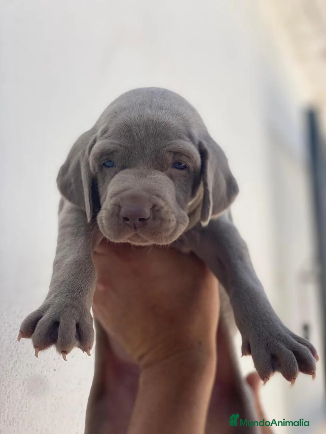 Imagen de galería {{count}}