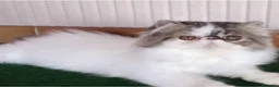Persa gatos en venta: Machito Persa puro - Anuncio 1