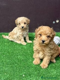 Caniche Enano perros CANICHE - Anuncio 1