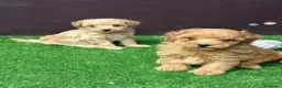 Caniche Enano perros en venta: CANICHE - Anuncio 1