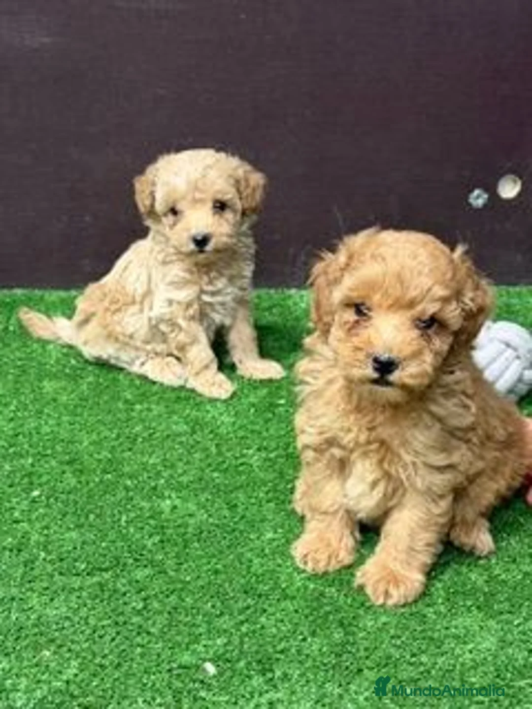 Caniche Enano perros en venta: CANICHE - Anuncio 1