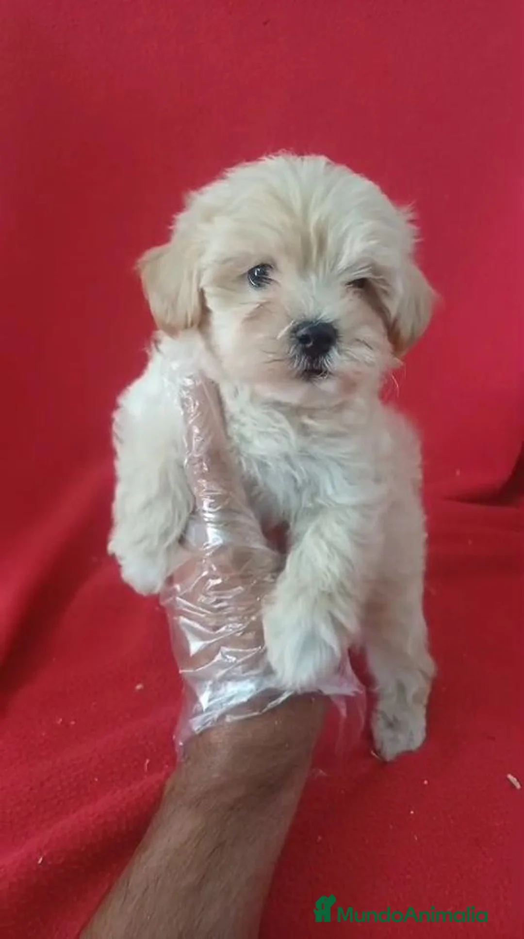 Maltipoo perros en venta: Maltipoo  - Anuncio 2
