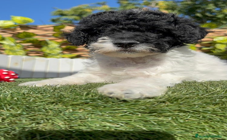 Perro de Agua Español perros - Anuncio 4
