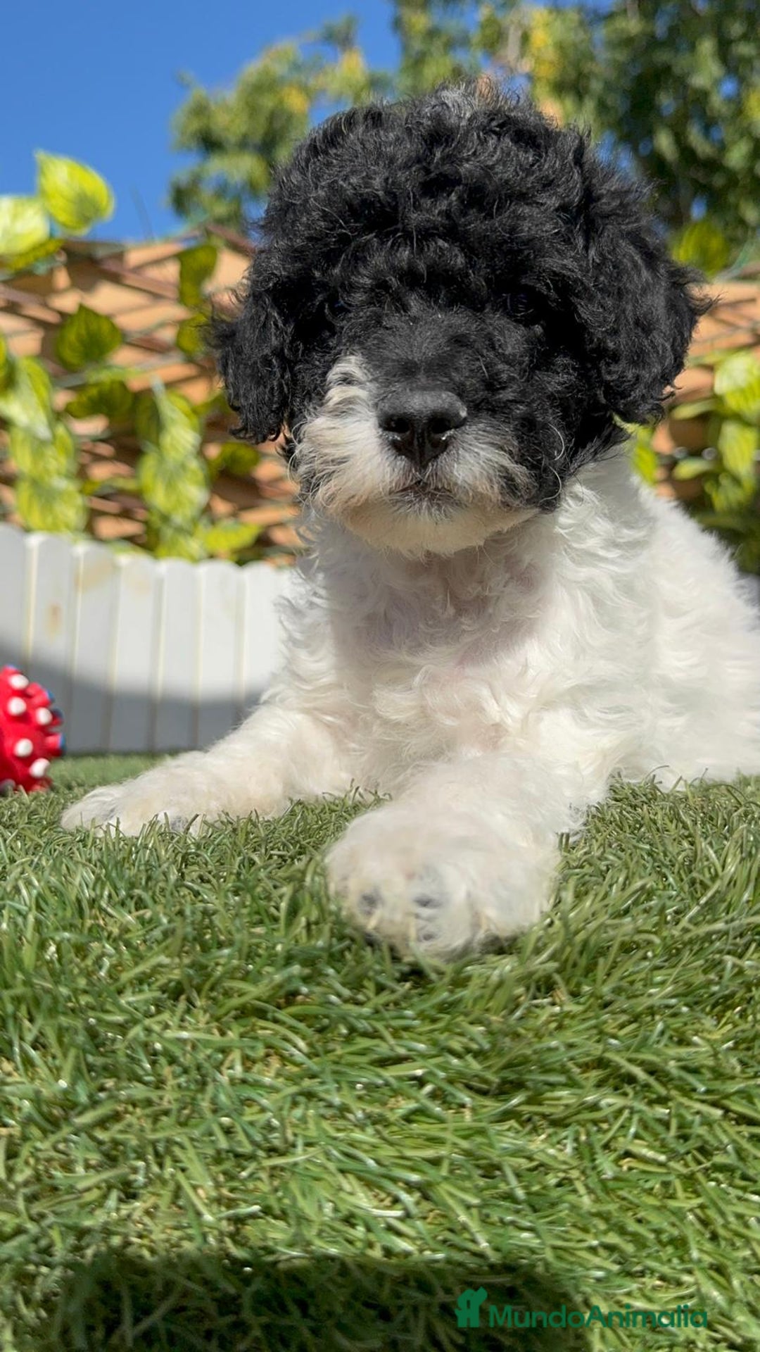 Perro de Agua Español perros en venta: PERRO DE AGUA HEMBRA - Imagen 1