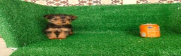 Yorkshire Terrier perros en venta: Yorkshire terrier  - Anuncio 3